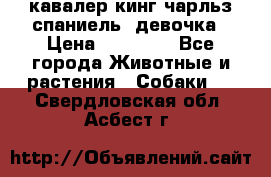  кавалер кинг чарльз спаниель -девочка › Цена ­ 45 000 - Все города Животные и растения » Собаки   . Свердловская обл.,Асбест г.